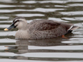 Eastern Spot-billed Duck